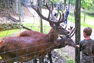 Wild- und Freizeitpark Steinwasenpark bei Oberried